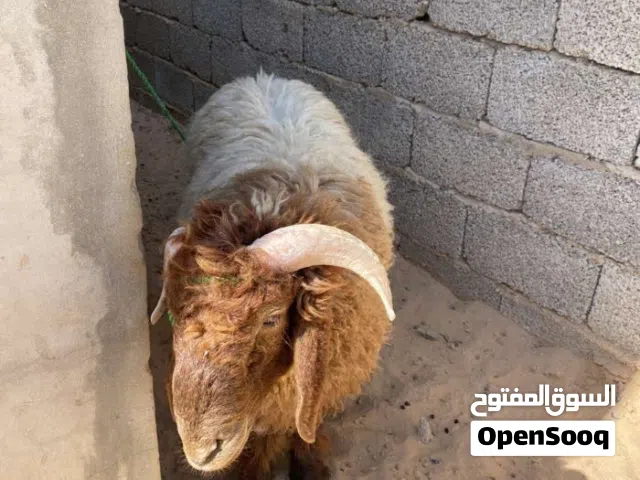 خروف للبيع