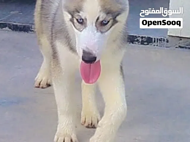 كلب هاسكي للبيع او للبدل