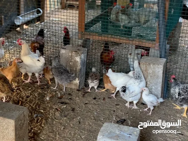 براهما صيصان عمر 3 اسابيع وشهر واكثر دجاج للبيع Barahma Chicks roasters and hens for selling