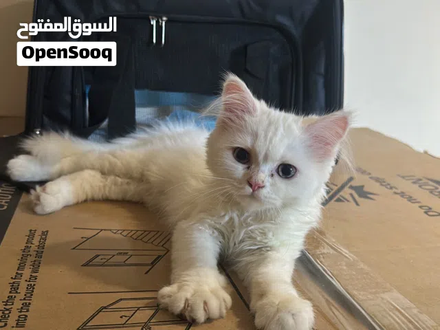 Persian white kittens