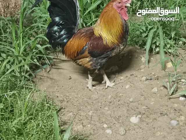 زوج دجاجات عرب