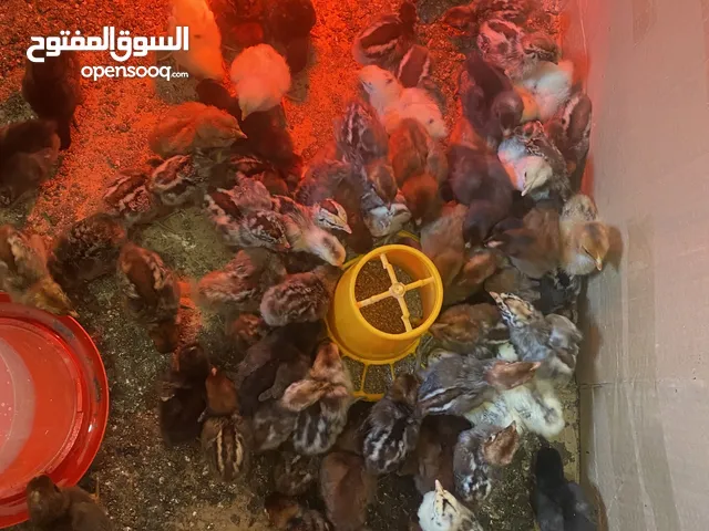 دجاج خليط السللات فيومي وبلدي
