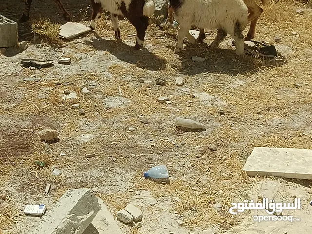 نعاج سن جمع نضيف مواليد معهن خروف وعابور