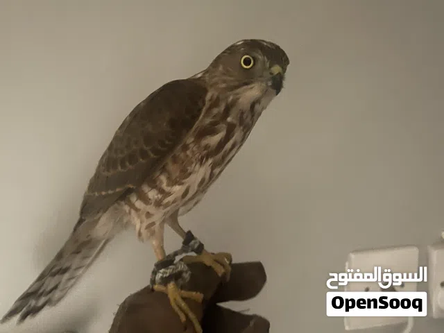 طير باز ريشه نضيف صحه ممتازه