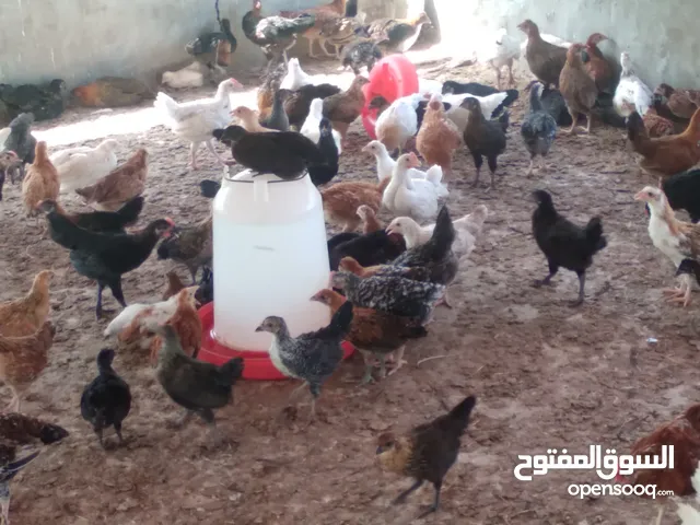 دجاج عمانيات للبيع