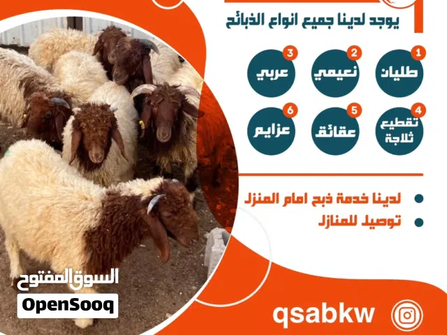 قصاب الكويت ذبايح للبيع