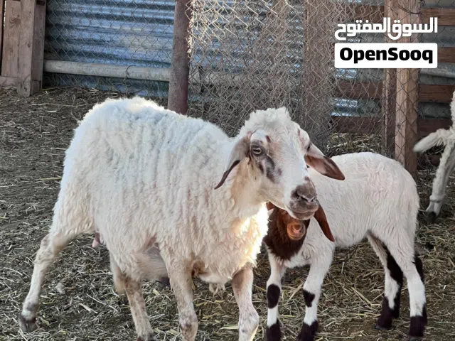 نعجه سنها جامعه شعرها 2000 تحتها فطيمة عمرها شهرين ونص النعجه شق واحد بس معاها كبش بالنصيب التكسيب