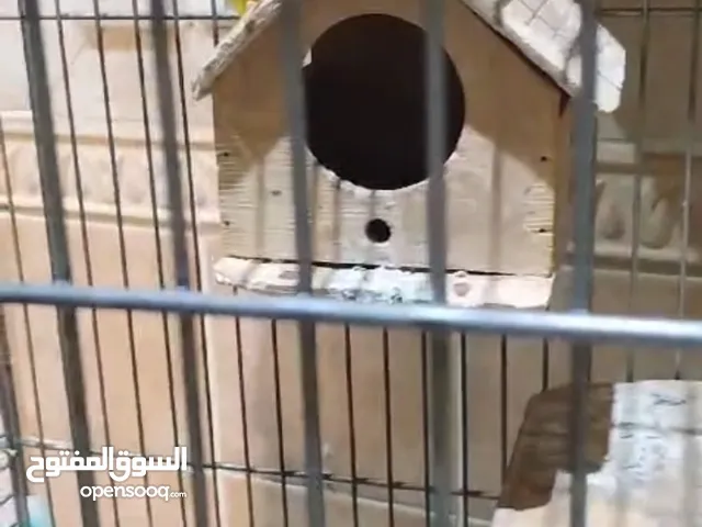 طيور فشر ذكر وانثى
