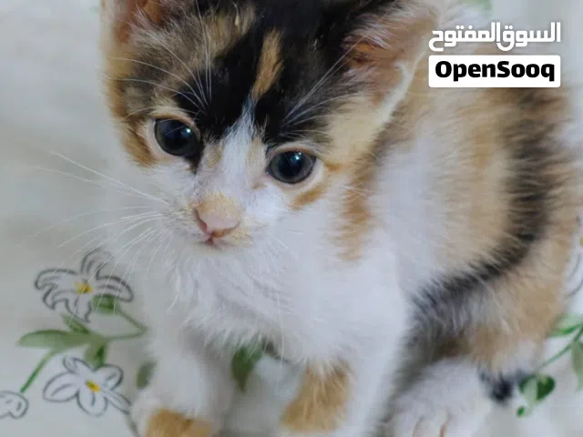 قطة للتبني عمر شهرين