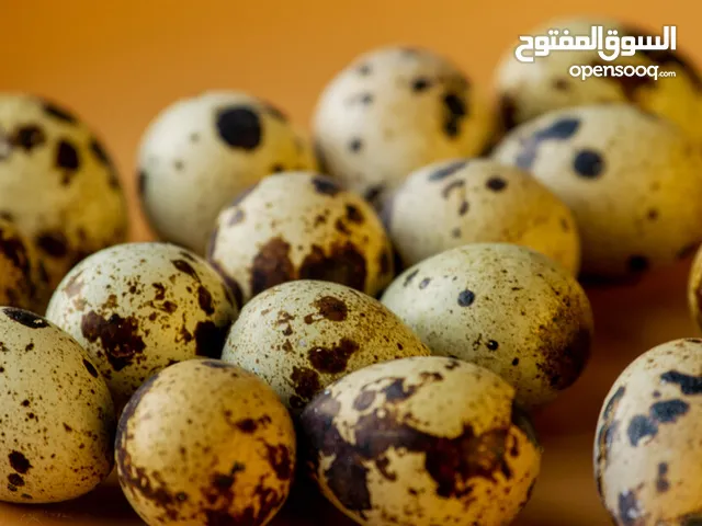 بيض فري جامبو ( سمان )