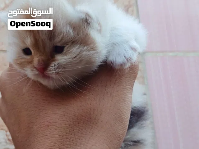 ام وبنتها  مكانب المشتل