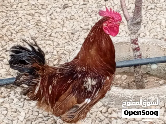 مجموعة ديوك رود امريكي الله ابارك احجام مختلفه البيع بظرف أو على بعض