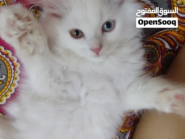 pure Persian around 2 and a half month