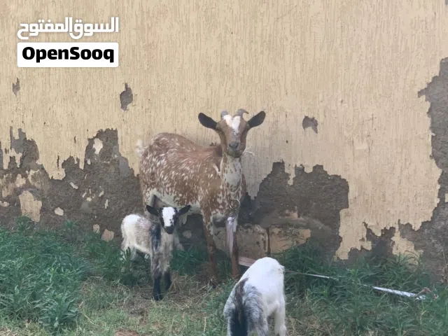 معزه كردي تحتها اربعه اقرا الوصف