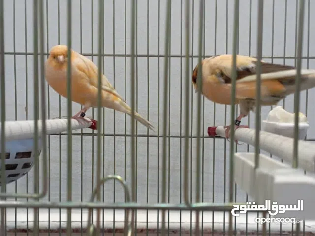 يورك ربي يبارك