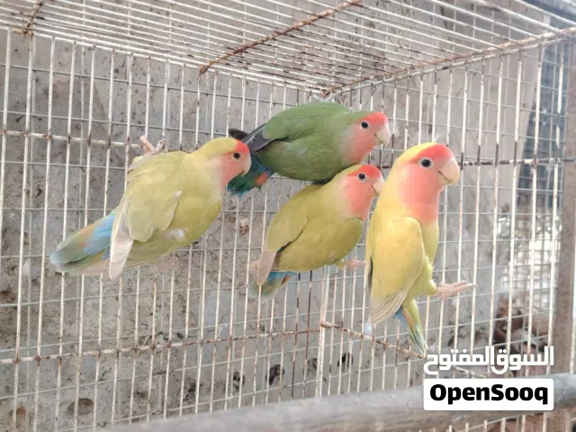 للبيع زوجين روز منتجات