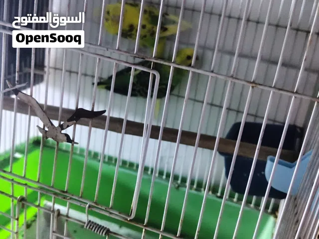 طيور حب  للبيع هنه والقفص ماعرف شنو نوعهن صراحه