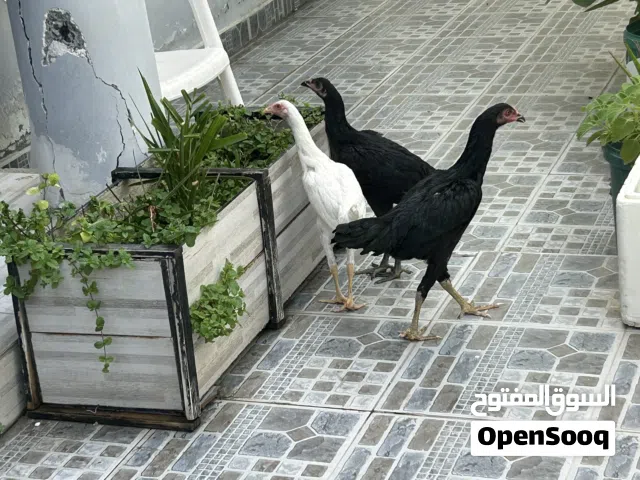 للبيع ثلاث دجاجات باكستانيه