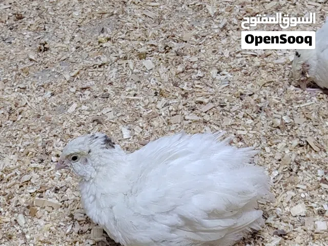 سمان تاكسس الامريكي