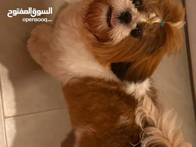 للبيع شتزو عمرها 11شهر انثي