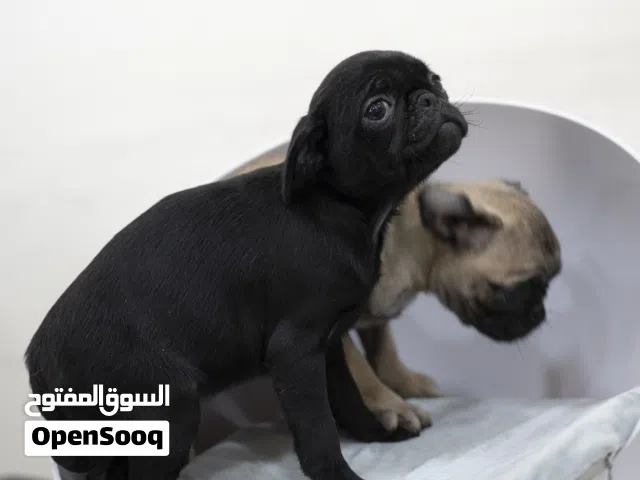 مجموعه جراء بج مع جميع المستلزمات..والمطاعيم