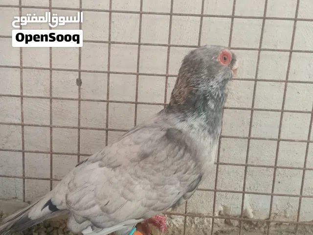 حمام قرقاطي (شامي)