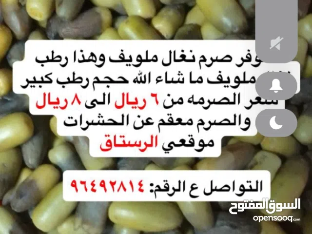 فسائل نخيل للبيع .