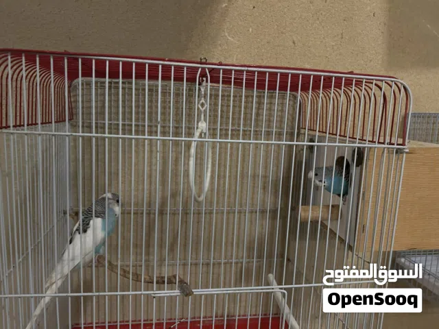 طيور بابجي للبيع بسعر الجملة