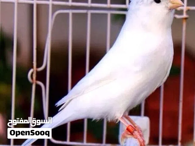مطلوب جوز نفس المستوى
