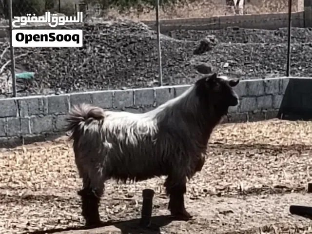 تيس عماني للبيع