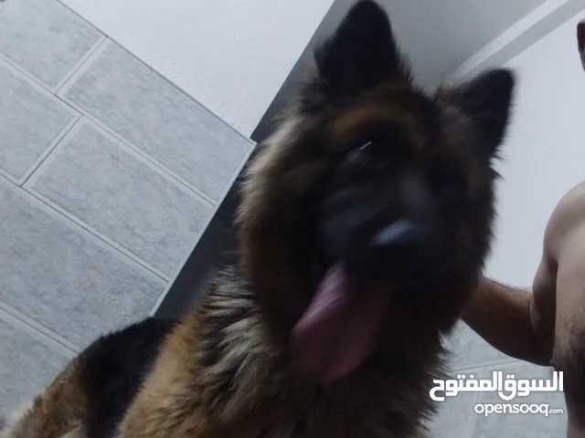 جيرمان لونغ هير