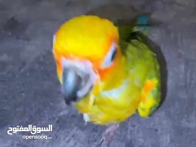 صن كنيور نهاية غر و هدد