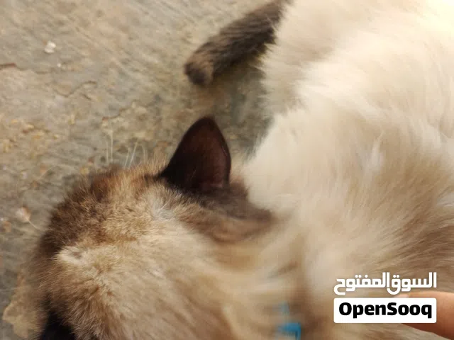 قط للبيع