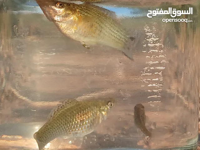 سمك مولي للبيع
