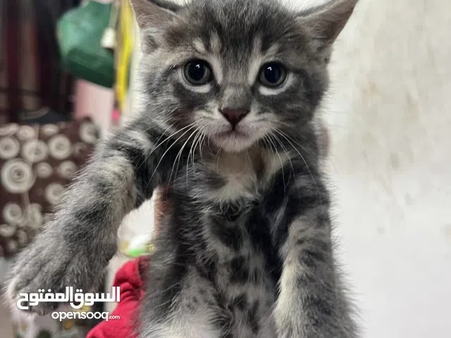 Kitten for sale one for 50$