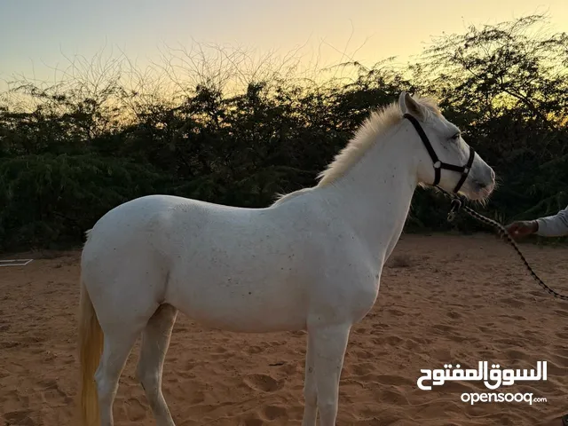 خيل، خيول