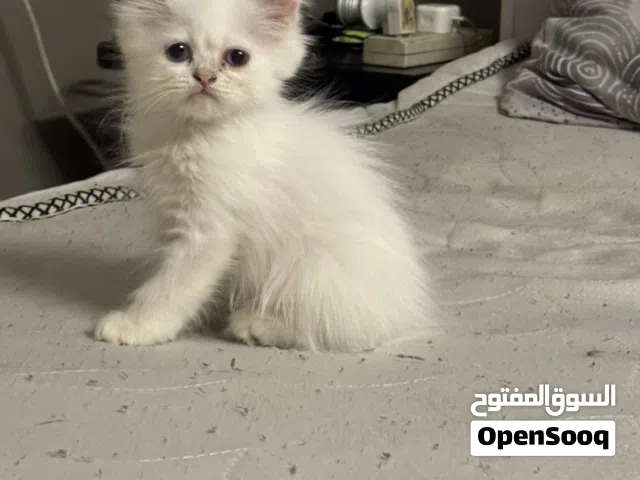 Adorable Male white Persian kitten  3 months old  very active and playful