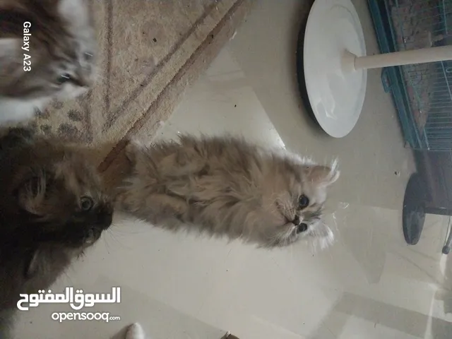 قطط صغيره جميله هيملايا علي شيرازي