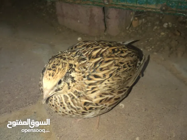 فري او سمان للبيع الحبه ع10 دراهم