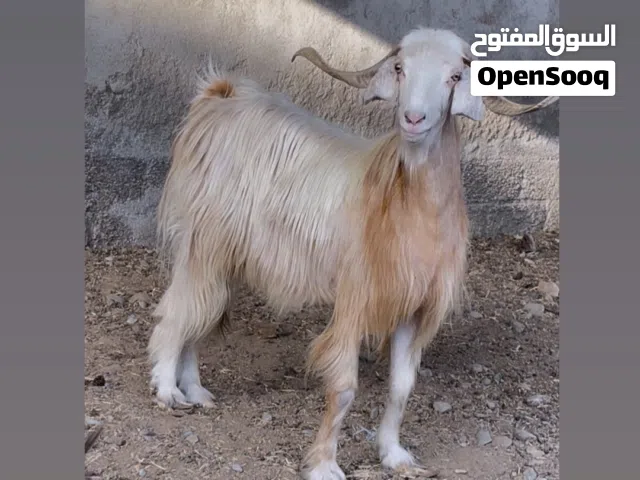 تيس مخصاي ذبيحه