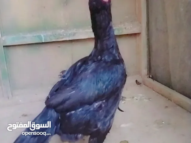 دجاجه هراتي