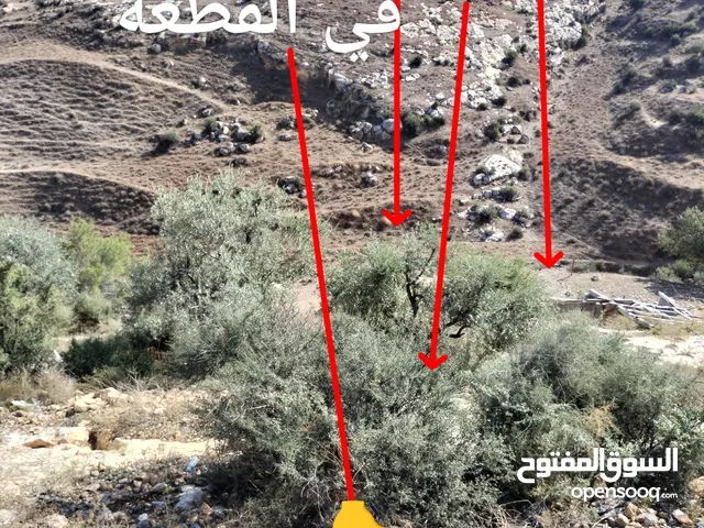 Farm Land for Sale in Irbid Fo'ara