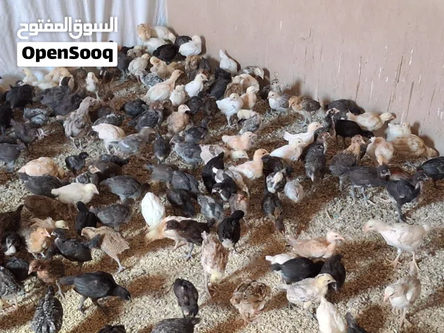 فرخات بلدي ولوهمن
