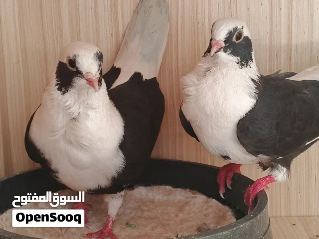 ارفل بسود ابو الوردة امفول طيرة وفحل مكفول الصحه والجسم حلو وطيب علم أن سعرهم ازيد من خمسة وثلاثين