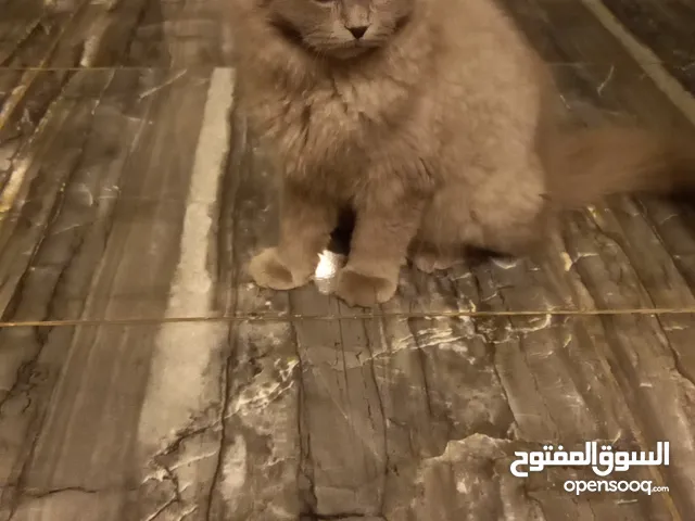 قط سكوتش فولد