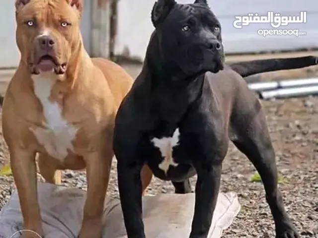 مطلوب جرو بيتبول ذكر
