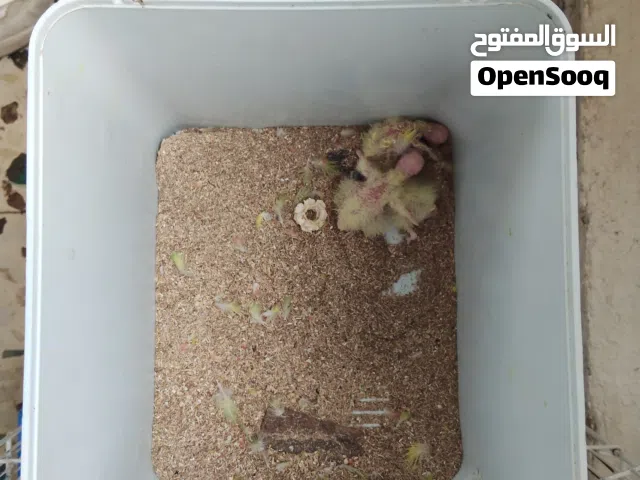 جوز كوكتيل مع 3 فراخ  جوز روز  حبه فلشر  حبه حب هوقو رومو  حبه حب
