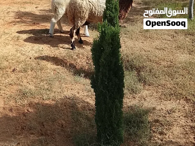 نعجة للبيع سنها سداس اختها خروف عمره ثلاثة اشهر النعجة عز كسوبة  وسعرها ساوم في القدو