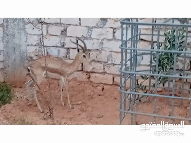 جدي غزال للبيع