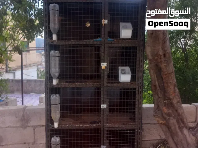 قفص وانثى بلجم للبيع بسعر حرق لثنين